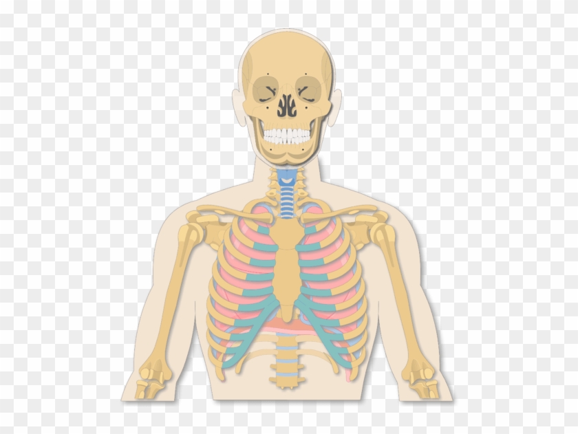 A View Of The Rib Cage - Illustration Clipart #1407920