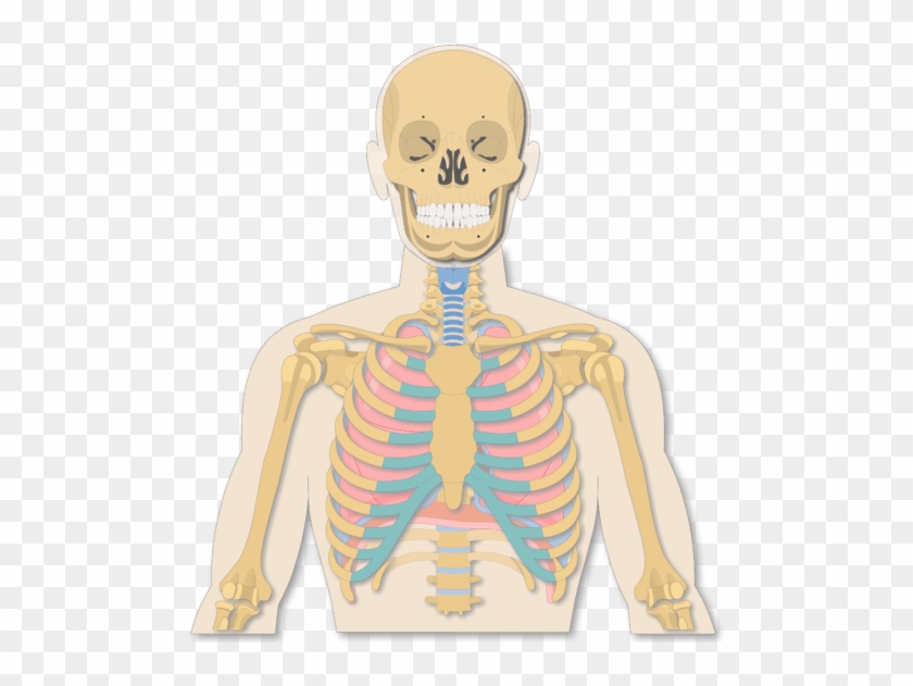 A View Of The Rib Cage - Illustration Clipart