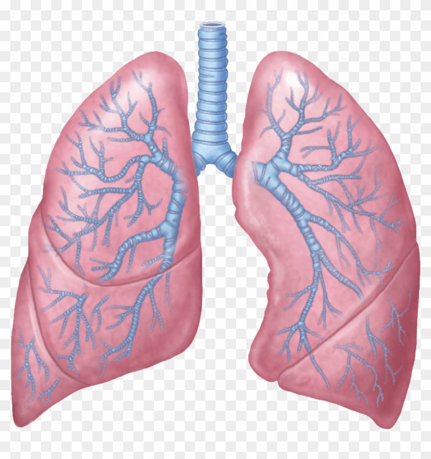 Download - Lungs Transparent Clipart #1407996