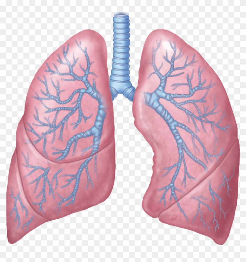 Download - Lungs Transparent Clipart