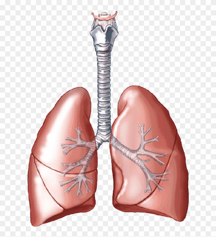Lungs Png Clipart - Cartoon Lungs Transparent Png #1408053
