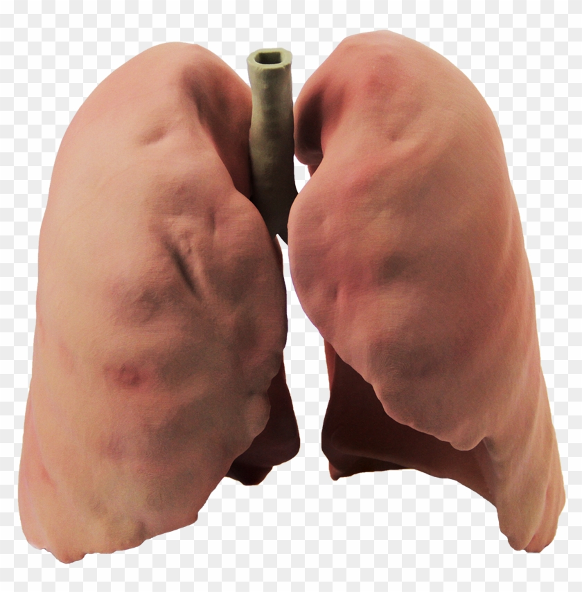 Real Lungs Png , Png Download Clipart #1408348