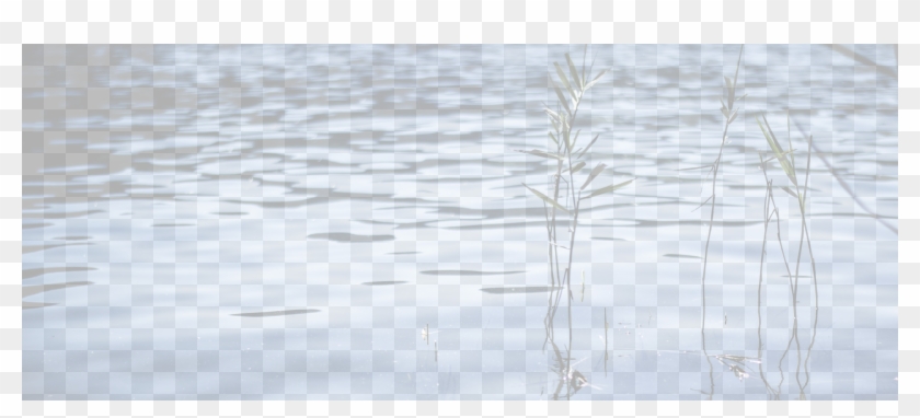 Water-background - - Freshwater Marsh Clipart #1408392