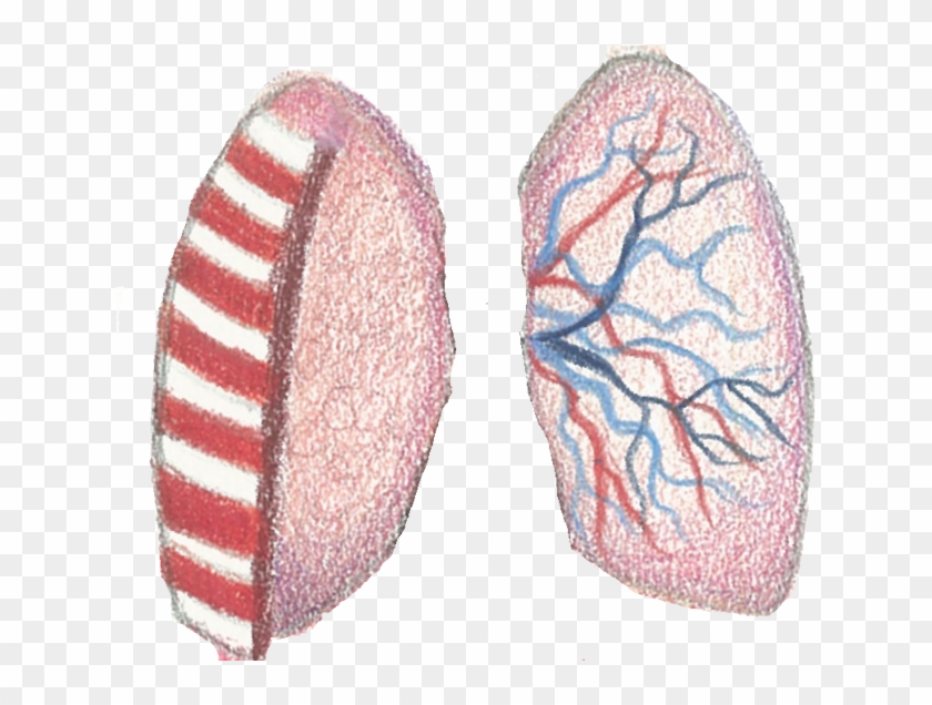 Lungs - Illustration Clipart #1409170