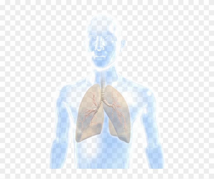 Lung - Illustration Clipart #1409354