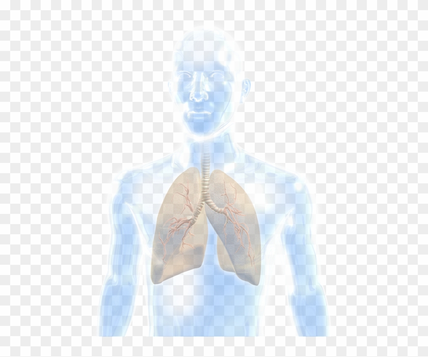 Lung - Illustration Clipart