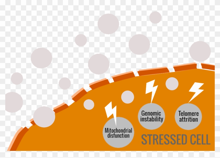 Free Radicals Cause Oxidative Stress, Leading The Ageing - Manage A Small Law Firm Clipart