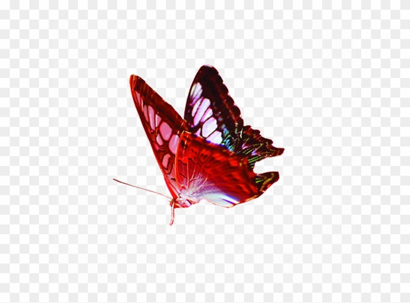 Red Butterfly Png Image Background - Transparent Background Png Image Butterfly Clipart #1409929