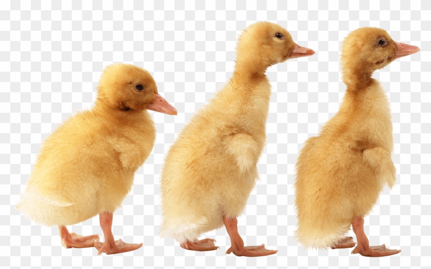 3 Little Cute Ducklings - Duckling Png Clipart #1409930