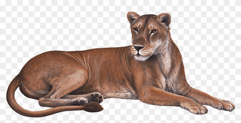Lioness Download Transparent Png Image - Cougar Clipart #1410037