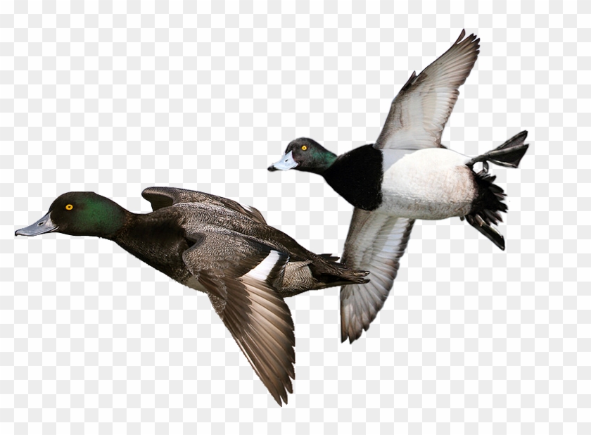 Duck Hunt Duck Png - Mallard Clipart #1410820