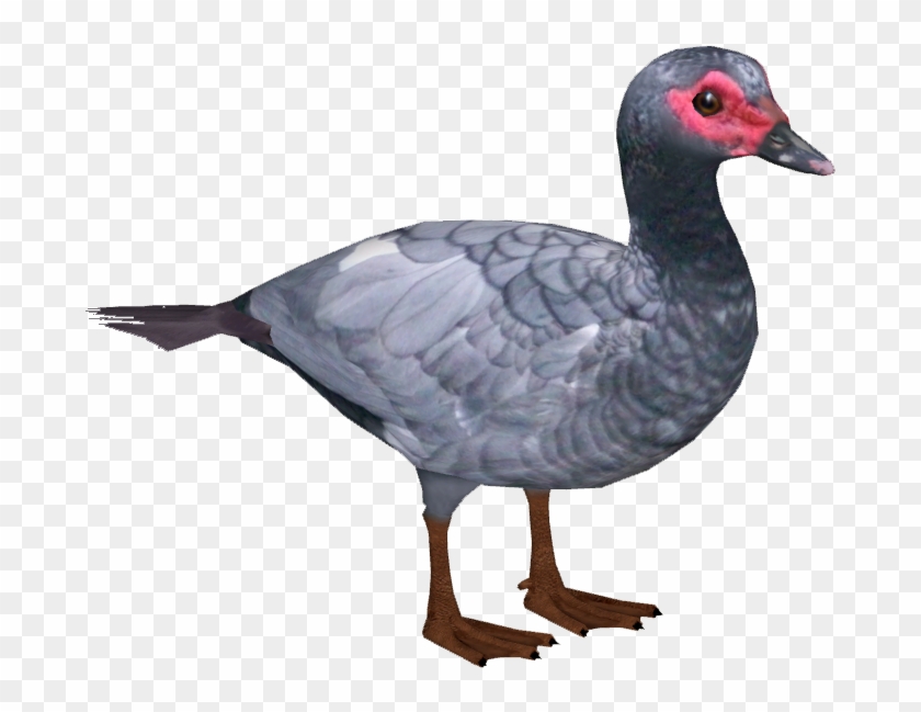 Domestic Muscovy Duck - Muscovy Duck Png Clipart #1410825