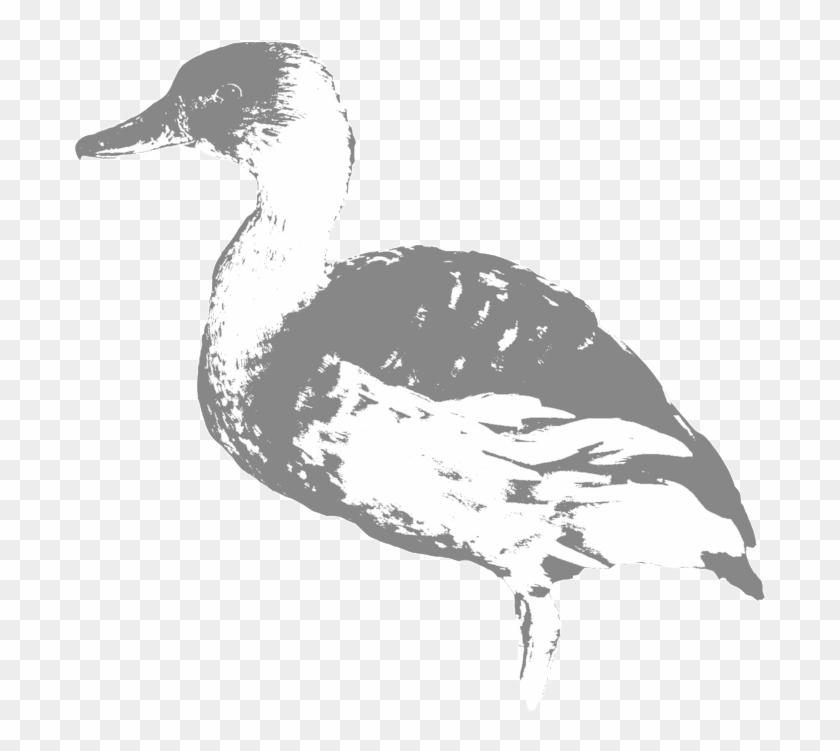 1000 X 1000 3 - Mallard Clipart