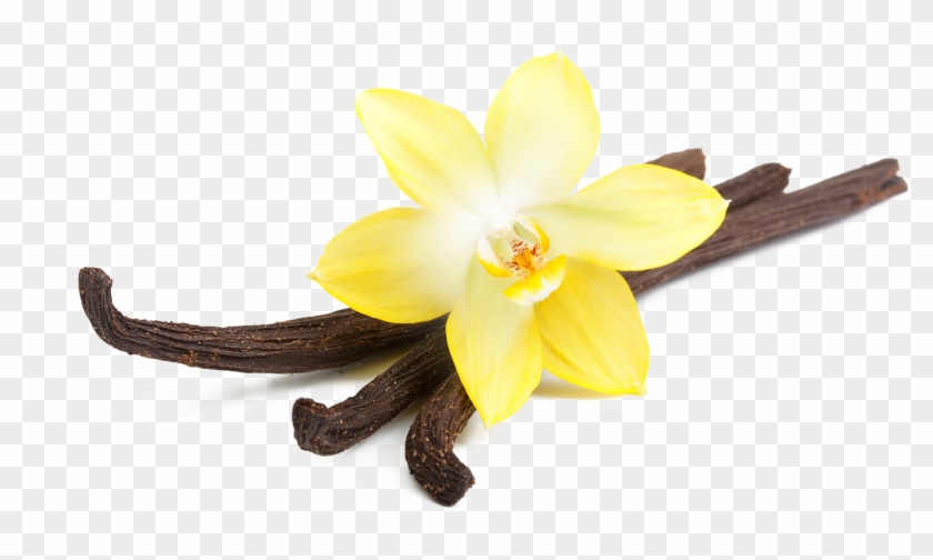 Vanilla Pluspng - Vanilla Png Clipart #1412043