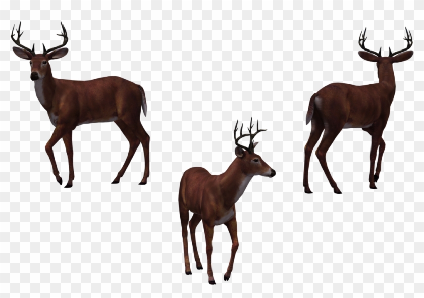 Buck Png - Deer Clipart #1412048