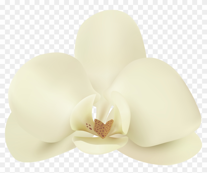Vanilla Flower Png Clip Art Image Transparent Png #1412165
