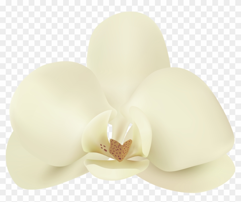 Vanilla Flower Png Clip Art Image Transparent Png