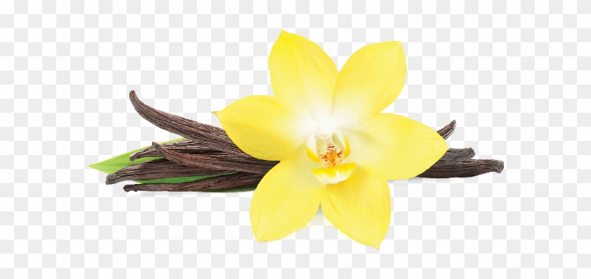 Skip To The Beginning Of The Images Gallery - Transparent Vanilla Flower Png Clipart #1412278