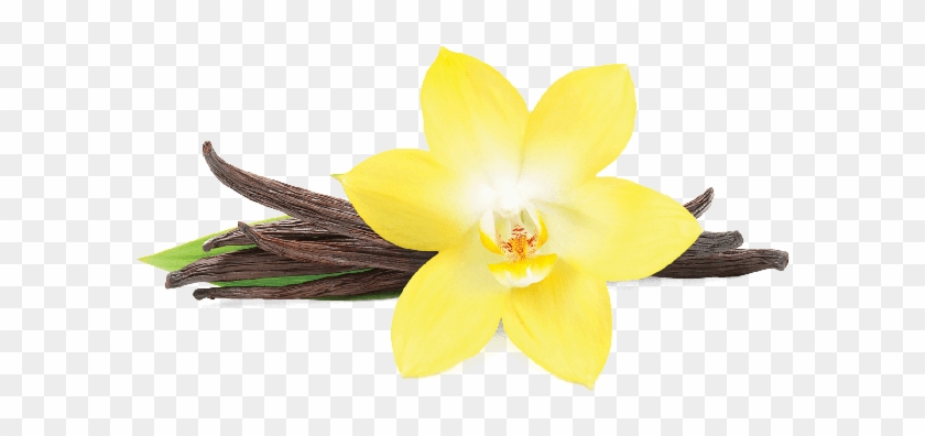 Skip To The Beginning Of The Images Gallery - Transparent Vanilla Flower Png Clipart