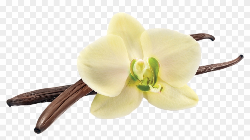 Vanilla Bean - Vanilla Bean Png Transparent Clipart