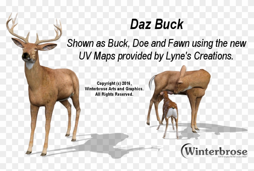 Daz Buck Doe Fawn With New Uv Map From Lyne's Creations - Elk Clipart #1412930