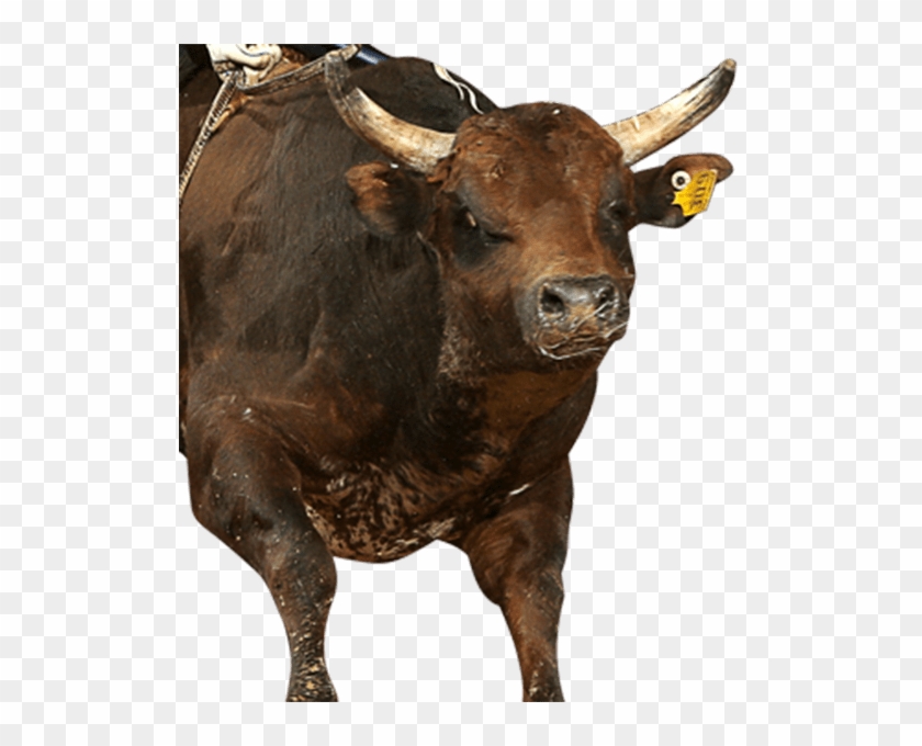 Millennium's Buck - Bull Clipart #1413273