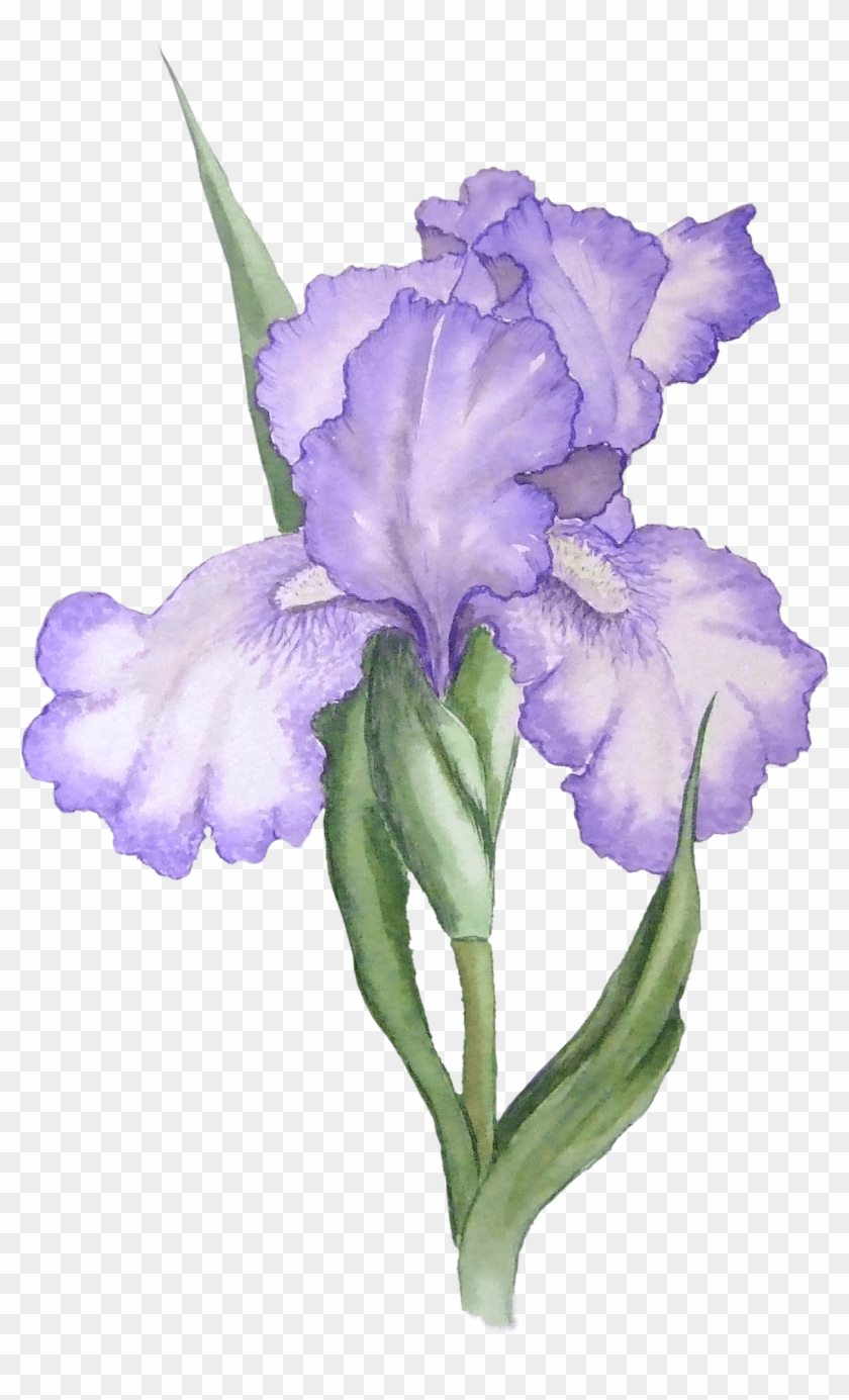 Iris Illustration - Purple Flowers Watercolor Transparent Clipart
