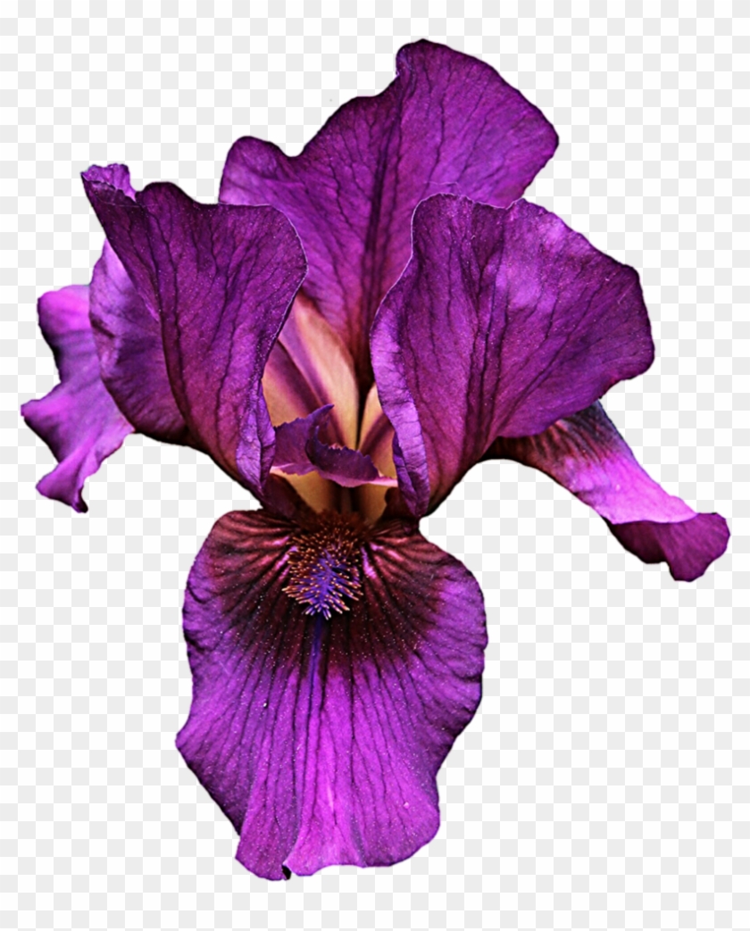 Iris Flower Png - Purple Iris Clip Art Transparent Png #1413308