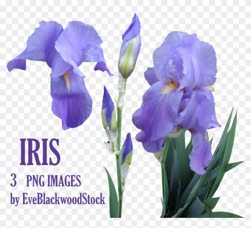 Flores Iris Png , Png Download Clipart