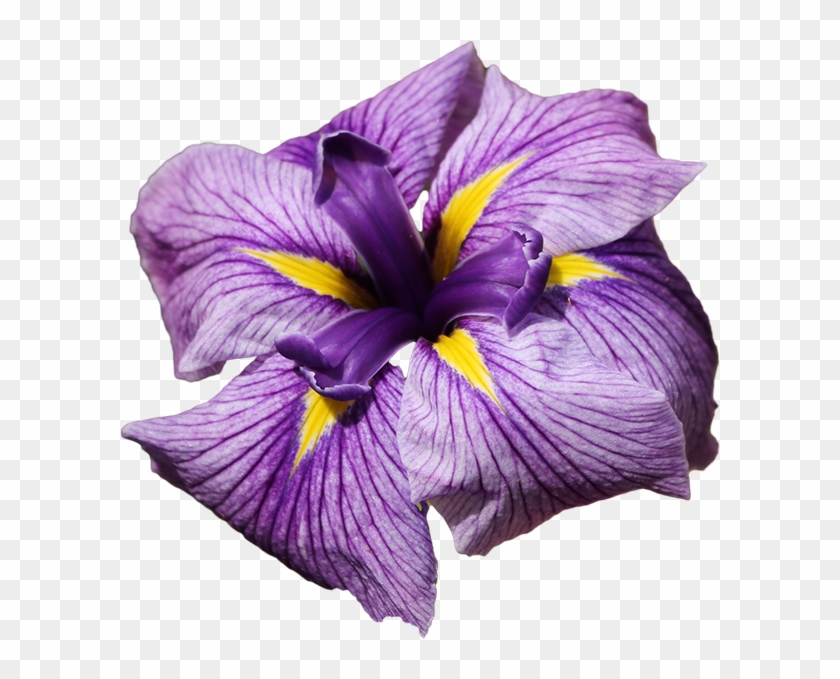 Iris Sponsor $440/month - Transparent Iris Flower Png Clipart #1413739