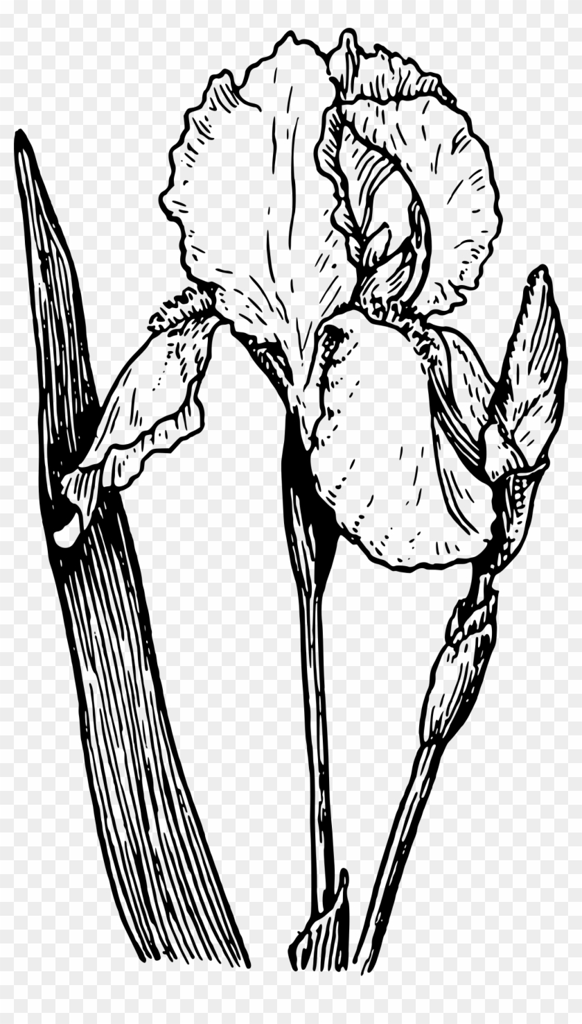 Big Image - Black And White Iris Clip Art - Png Download #1413985