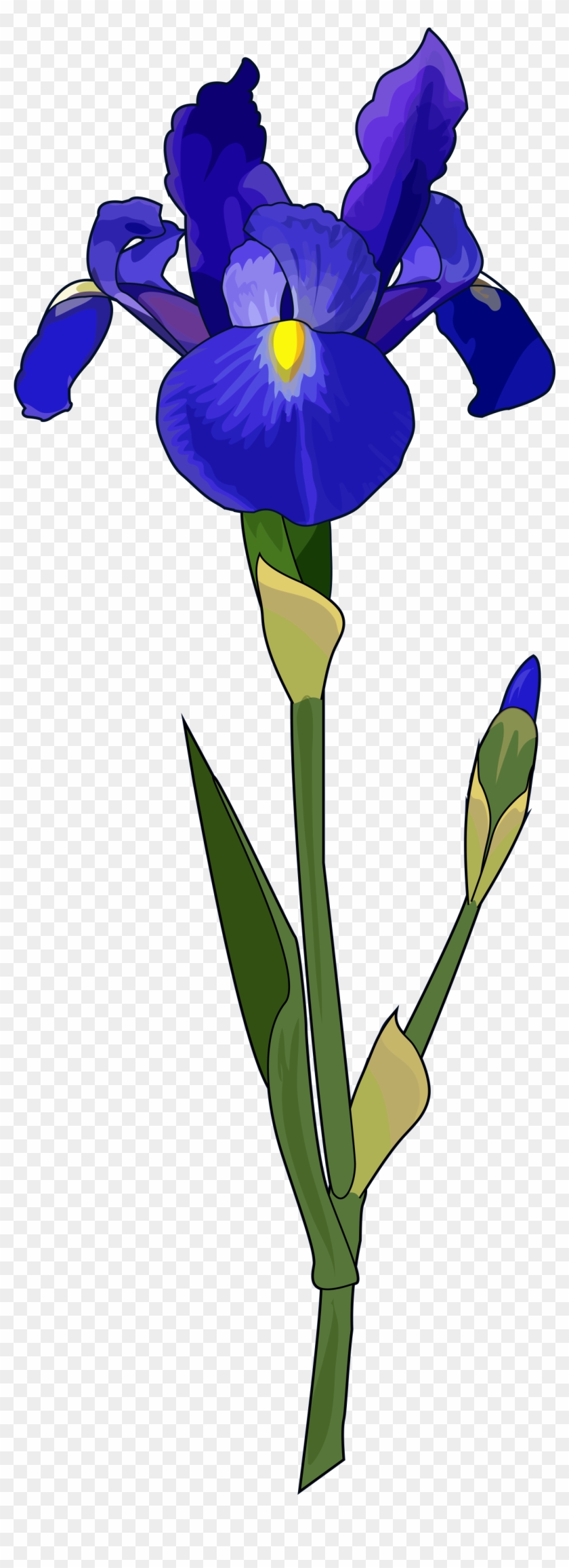 Iris - Irises Clipart #1414504