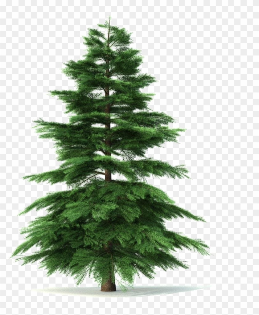 Fir-tree Png Pic - Fir Tree Growth Clipart #1414530