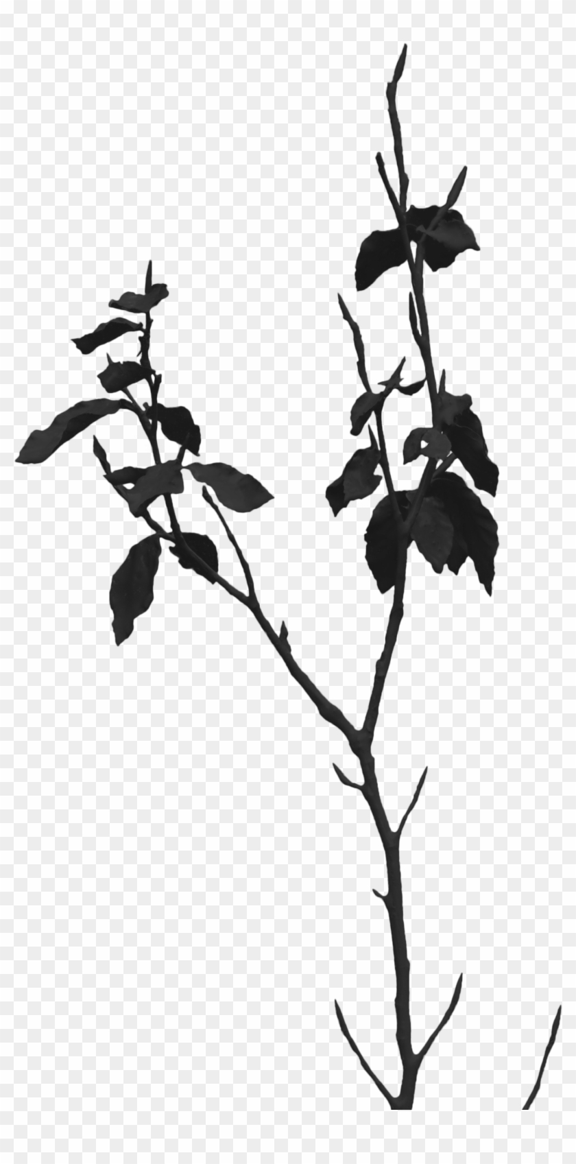 Twig , Png Download - Twig Clipart