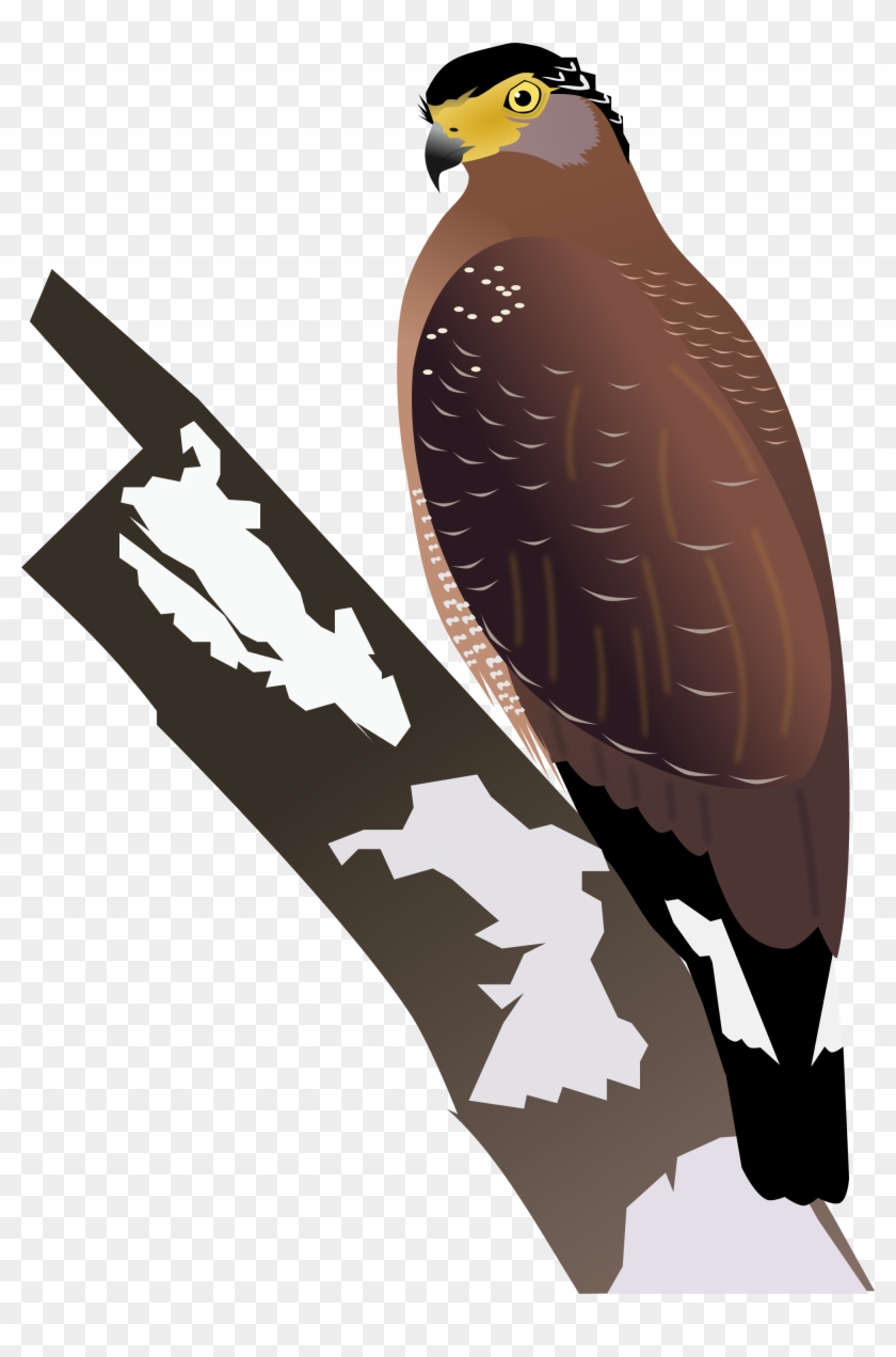 2000 X 2932 1 - Crested Serpent Eagle Png Clipart