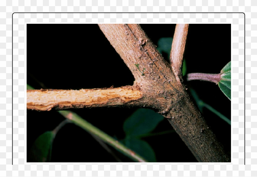 Twig With Bark Damaged By Female Of O - Macro Photography Clipart