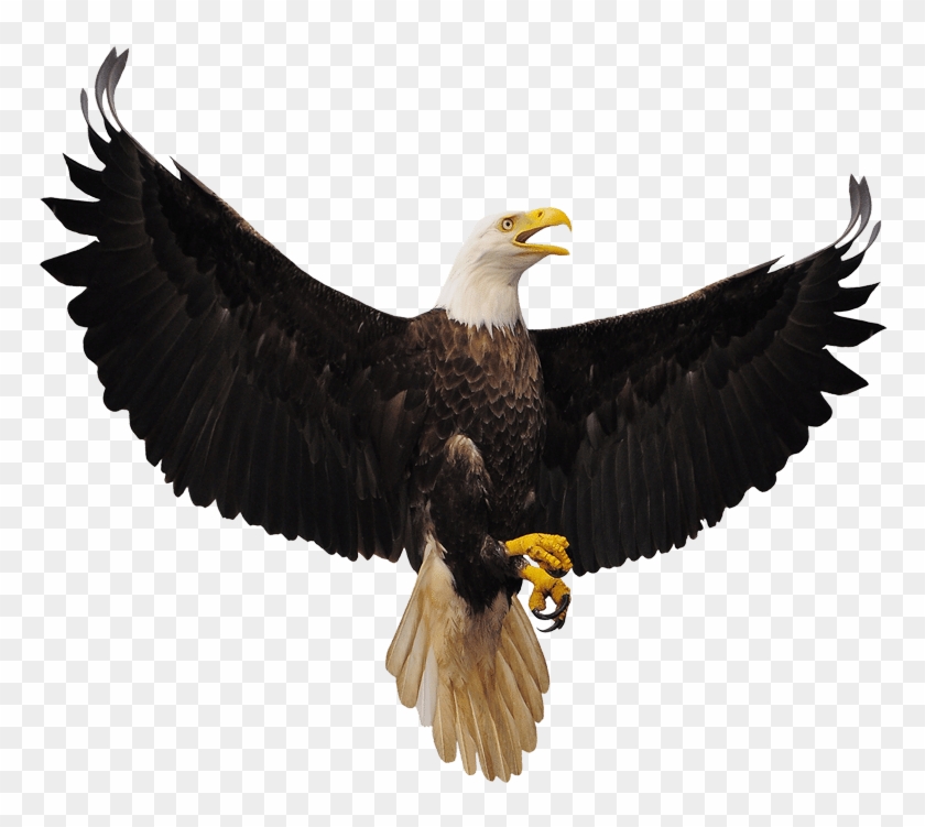 Bald Eagle - Flying Eagles Clipart