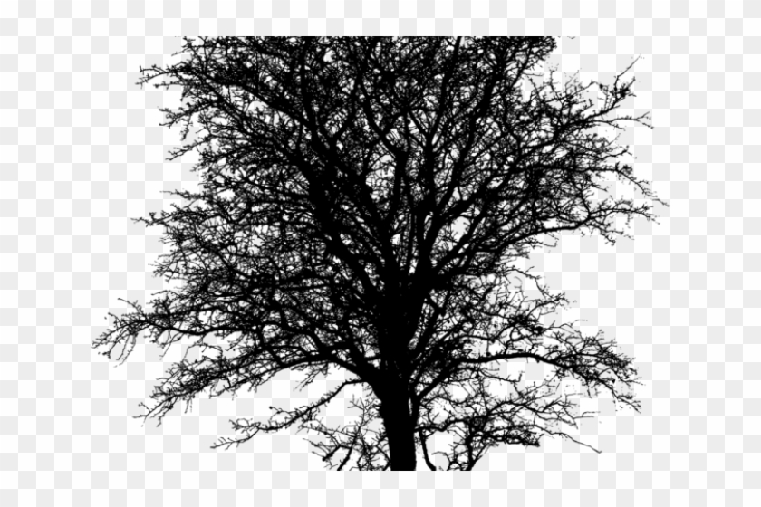 Barren Clipart Twig Tree - Monochrome - Png Download