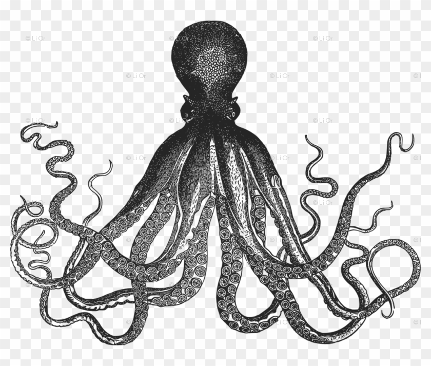 Kraken Fabric, Wallpaper & Gift Wrap - Black And White Kraken Clipart #1416879