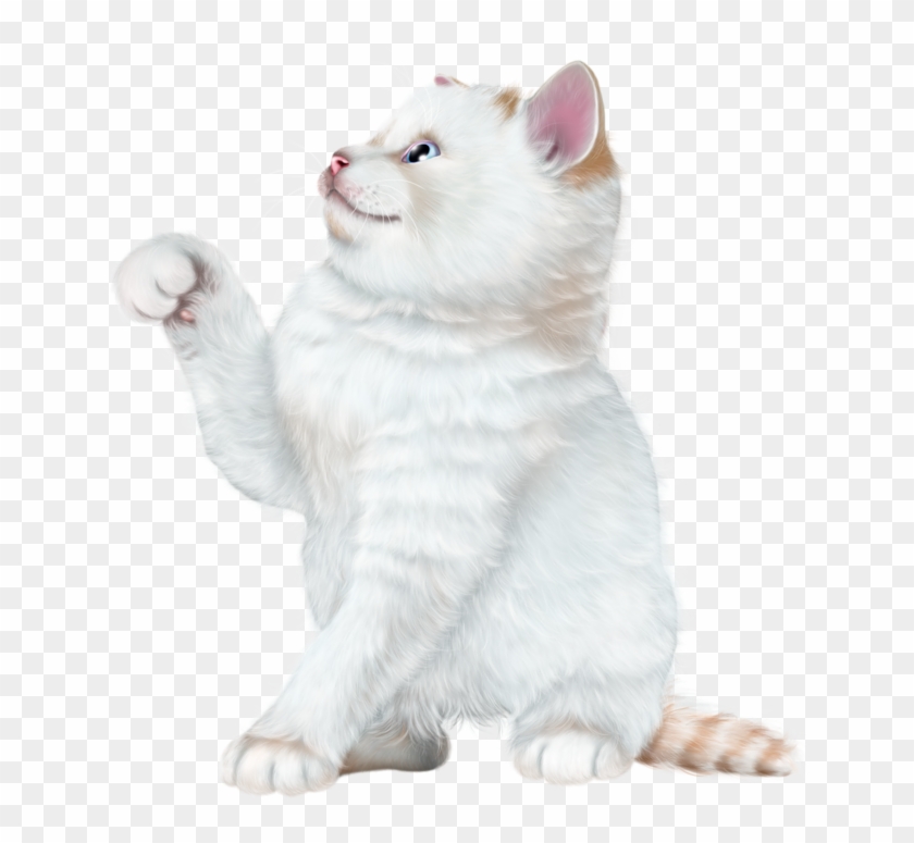 Kitten Images, Puppy Images, Kitten Wallpaper, Kitten - Cat Clipart