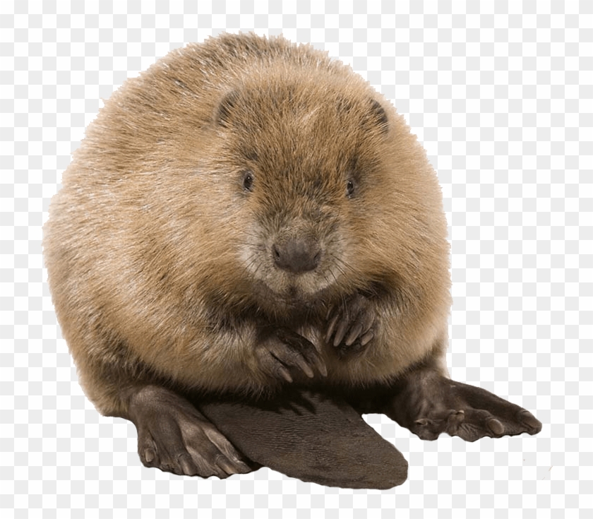 Cute Beaver - Beaver Png Clipart #1417774