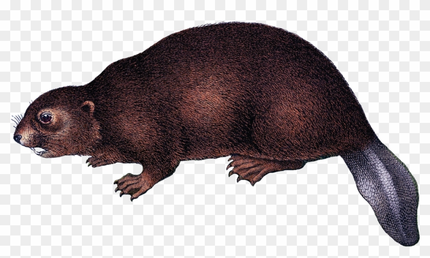 Beaver Png Background Image - Beaver Png Clipart #1417798