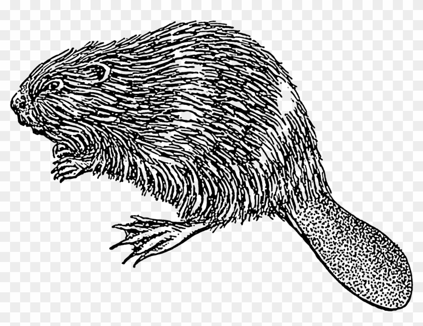 Beaver Illustration - Beaver Illustration Png Clipart