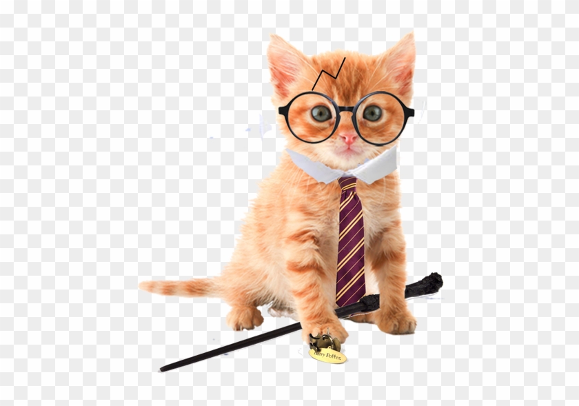 Orange Tabby Kitten No Background Clipart #1417932