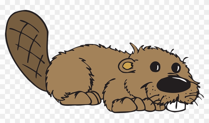 Beaver Clipart Transparent - Png Download