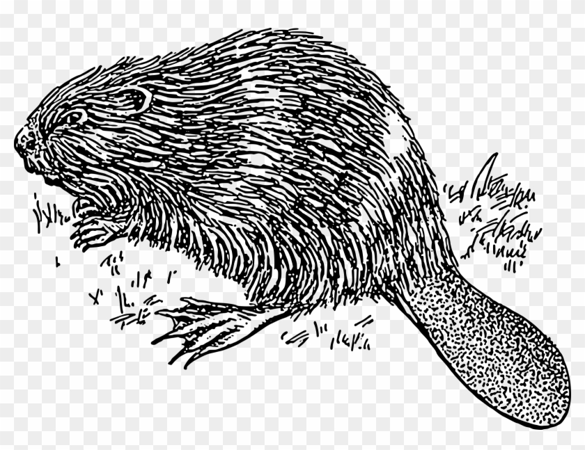 This Free Icons Png Design Of Beaver 1 Clipart