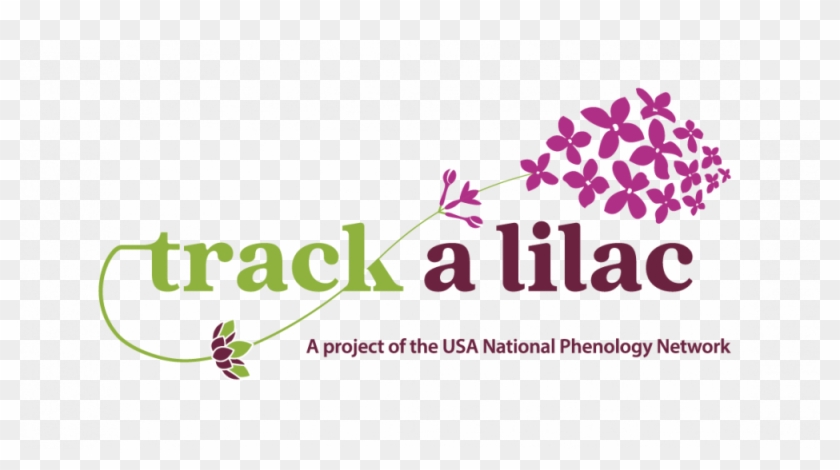 Track A Lilac Logo - Graphic Design Clipart #1418470