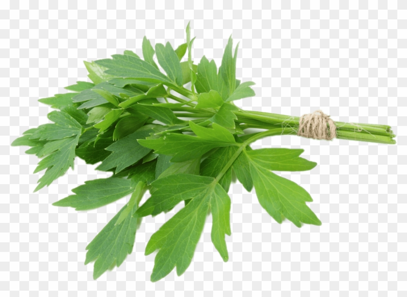 Lovage - Lovage Herbs Clipart