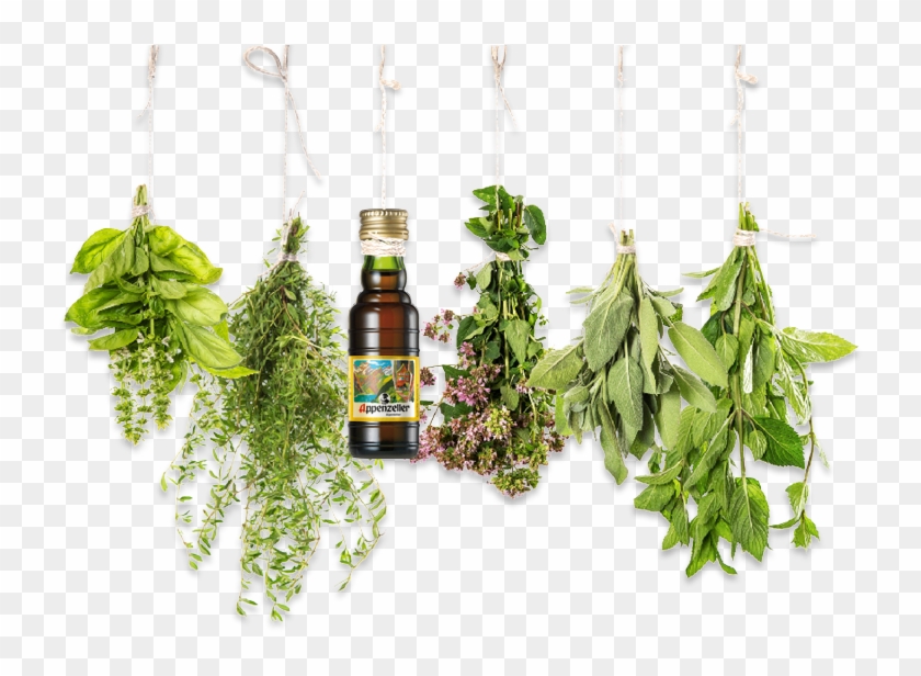 Herbs Png - Herbal Essential Oils Clipart #1419205
