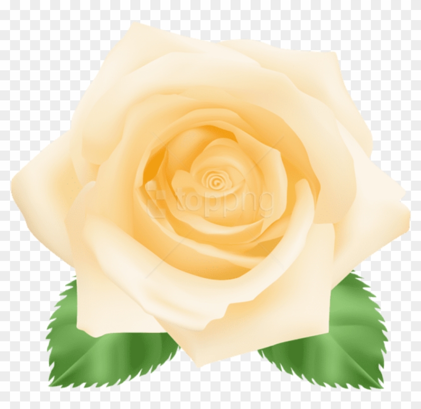 Free Png Download Yellow Rose Png Images Background - Floribunda Clipart